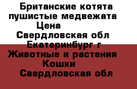 Британские котята-пушистые медвежата › Цена ­ 3 500 - Свердловская обл., Екатеринбург г. Животные и растения » Кошки   . Свердловская обл.